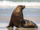 MariaDB Operations