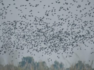 Migration